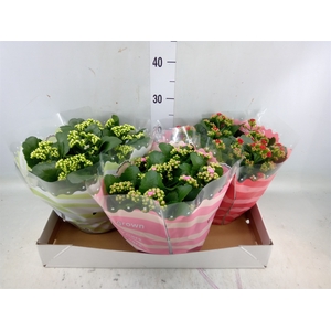 Kalanchoe blos.   ..rosebud mix  5