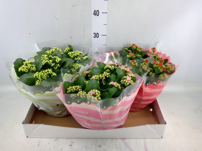 <h4>Kalanchoe blos.   ..rosebud mix  5</h4>