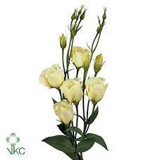 Lisianthus Champ (Farm Fresh) p/bunch)