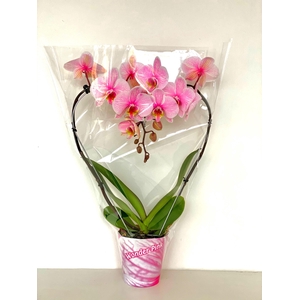 hart roze 12cm