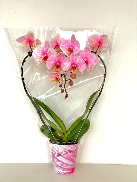 <h4>hart roze 12cm</h4>