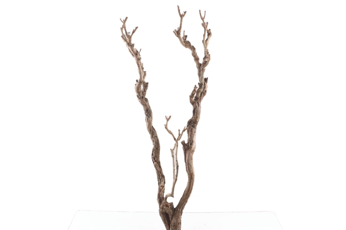<h4>Syringa Branch Super Yamada</h4>