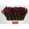 Leucadendron Saf Sunset Dark R.