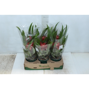 GUZMANIA VERMELHA P12