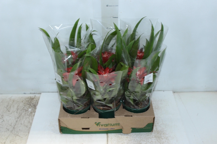 <h4>GUZMANIA VERMELHA P12</h4>