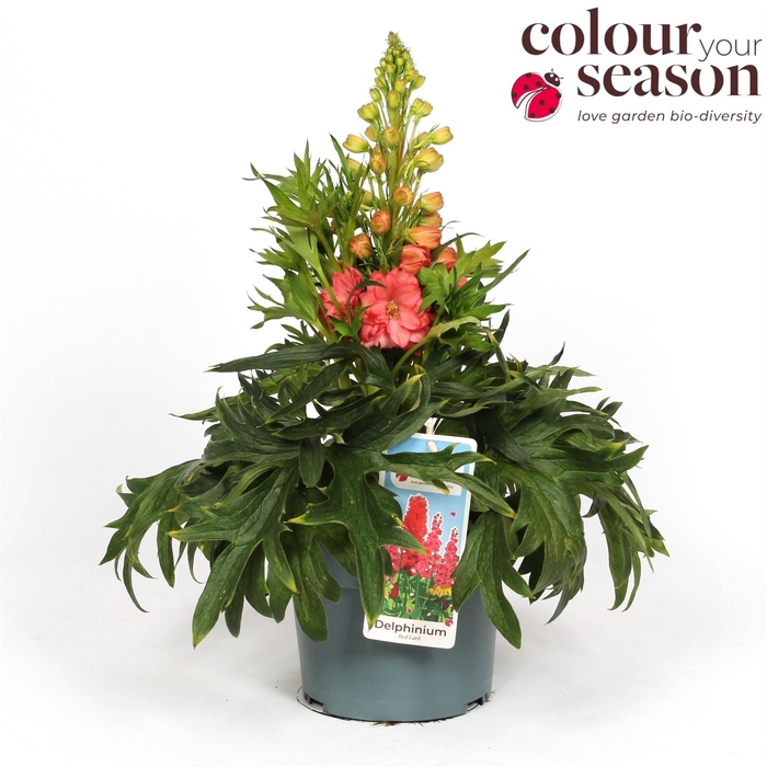 <h4>Delphinium 'Red Lark'</h4>