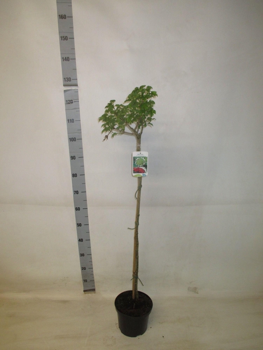 <h4>VIBU OP COMPACTUM</h4>