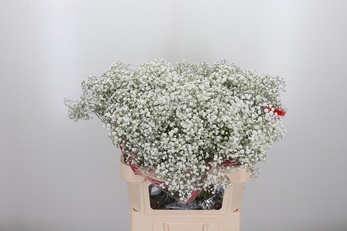 <h4>Gyps Pa Xlence</h4>