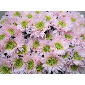 Chr G Undercover Rose / Groen