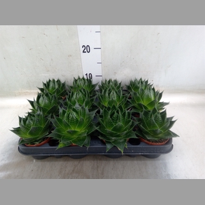 Aloe aristata 'Cosmo'