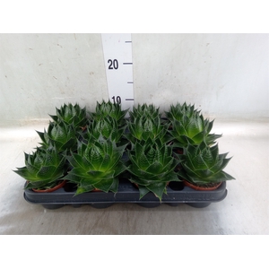 Aloe aristata 'Cosmo'