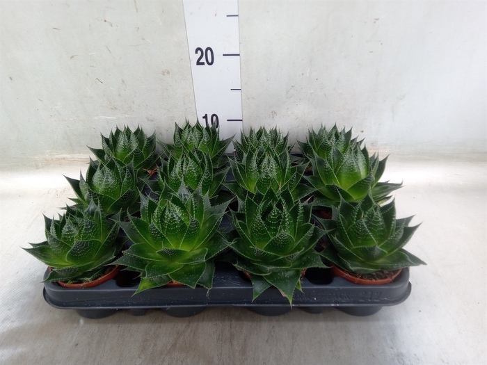 <h4>Aloe aristata 'Cosmo'</h4>