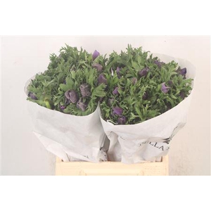 Anemone Mistral Blue