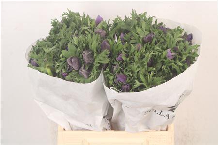 <h4>Anemone Mistral Blue</h4>