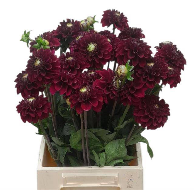 <h4>DAHL BLACK FOX</h4>