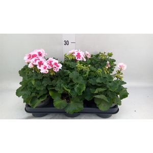 Pelargonium zona.   ...F1