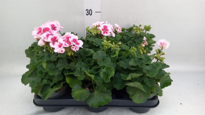 <h4>Pelargonium zona. ...F1</h4>