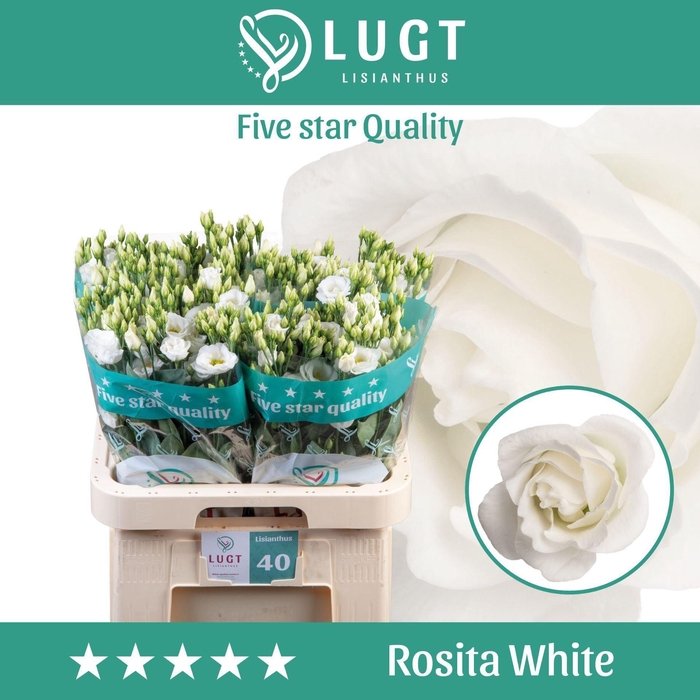 <h4>EUSTOMA RUSS. DU 'ROSITA WHITE'</h4>