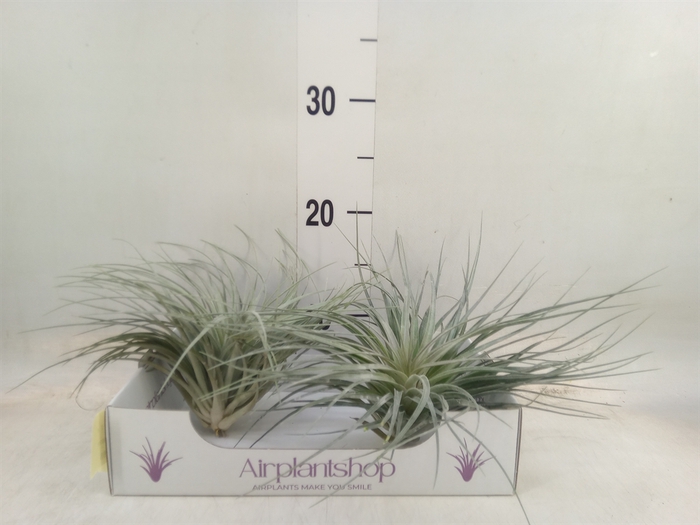 <h4>Tillandsia</h4>