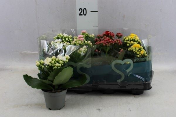 <h4>Kalanchoe blos.   ..rosebud</h4>