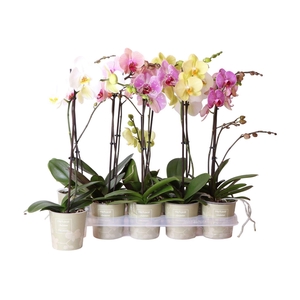 Phalaenopsis   ...mix