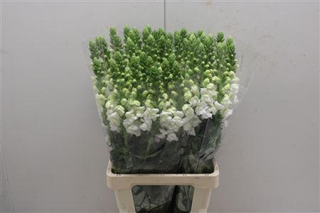 <h4>Antir Poto White</h4>