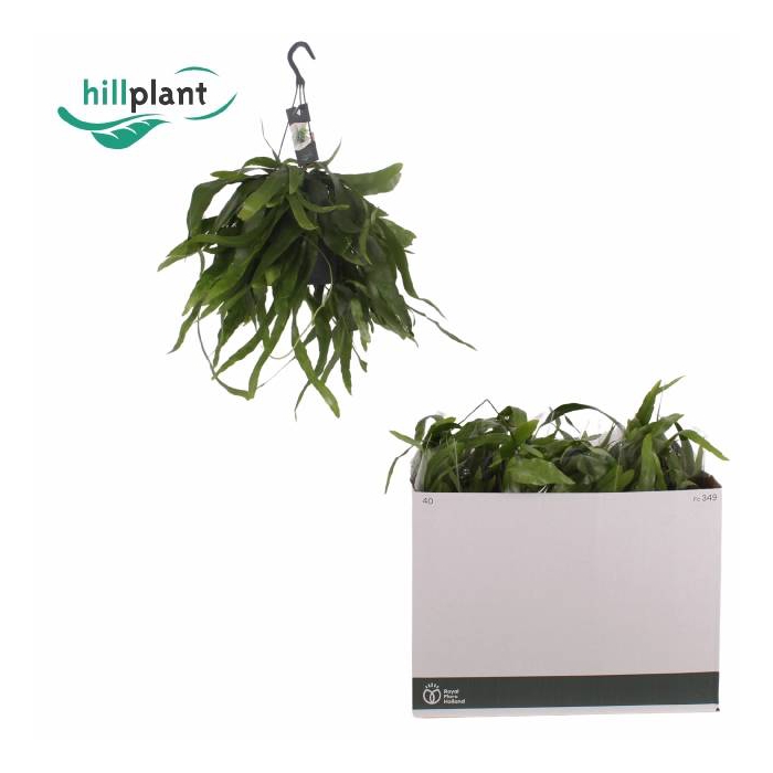 <h4>Epiphyllum Pumilum (Cites) 17Ø 50cm</h4>