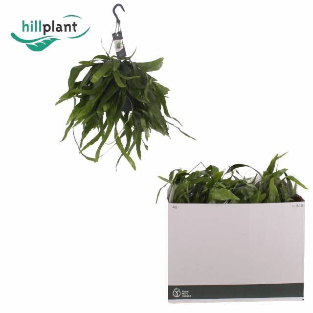 Epiphyllum Pumilum (Cites) 17Ø 50cm