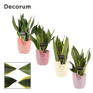 Sansevieria Super Mix 12 cm in Joa (Special moods-collection)