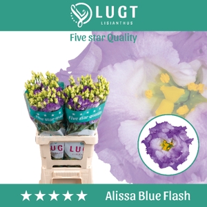 Lisianthus Alissa Blue Flash 996