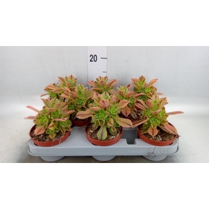 Aeonium   ...