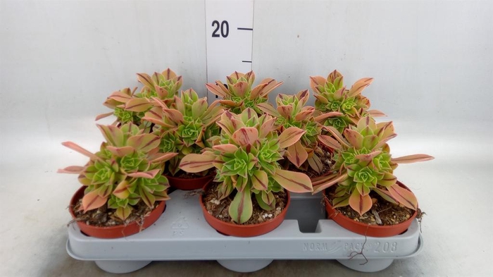 <h4>Aeonium ...</h4>
