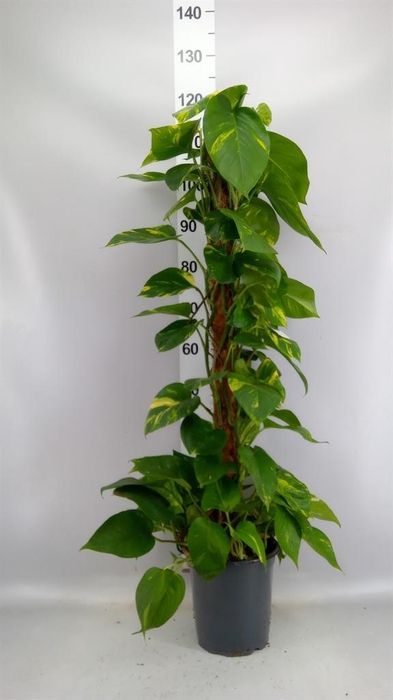 <h4>Epipremnum pinn.   ...moss stick</h4>