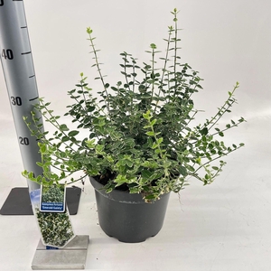 Euonymus fortunei Emerald Gaiety