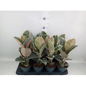 Ficus elastica 'Tineke'