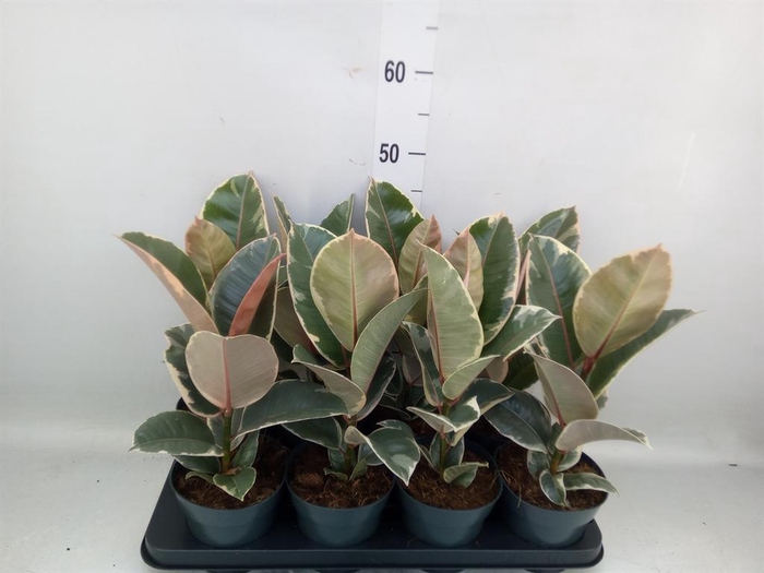 <h4>Ficus elastica 'Tineke'</h4>