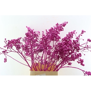 Euca Torriliana Erica P Stem