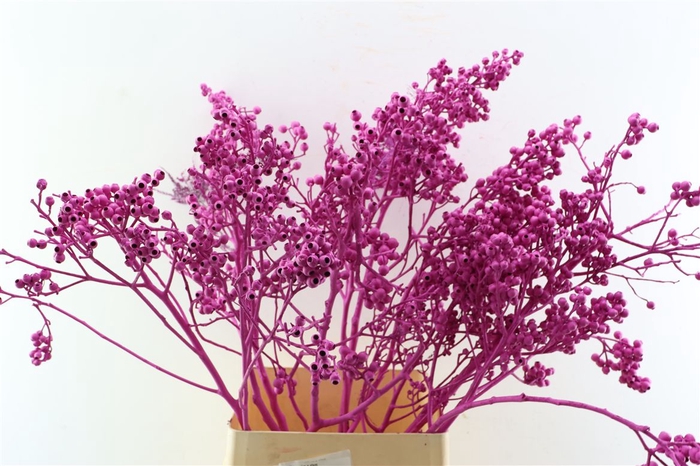 <h4>Euca Torriliana Erica P Stem</h4>