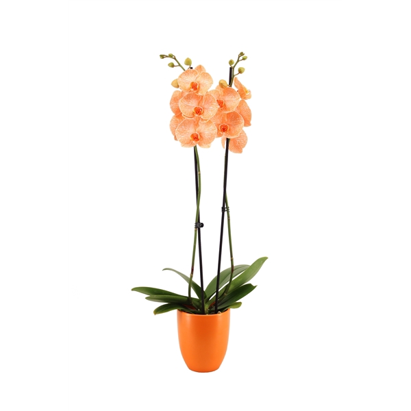 <h4>Hugo Mandarin Phal I Am Orange 2T14+</h4>