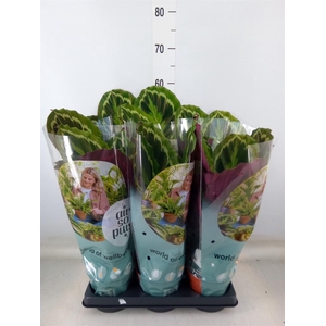 Calathea  'Medallion'