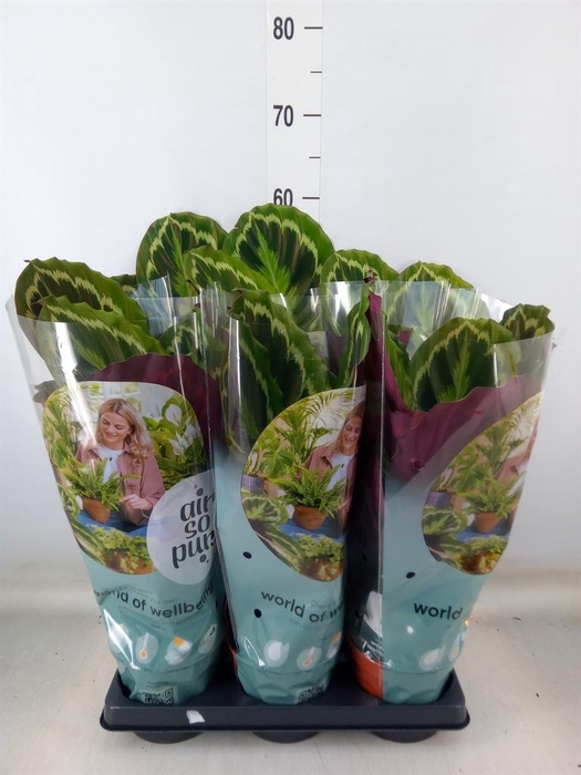 <h4>Calathea  'Medallion'</h4>