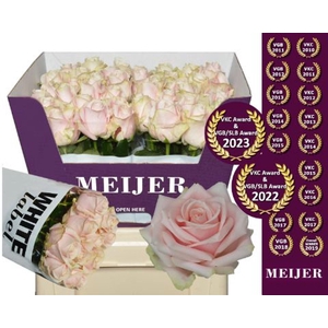 Rosa GR 'Sweet Avalanche'