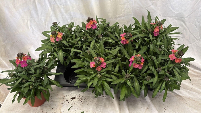 <h4>ERYS LINIFOLIUM</h4>