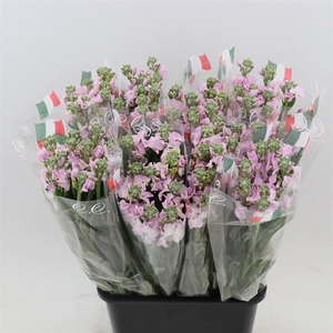 Matthiola Iron Cherry Blossom