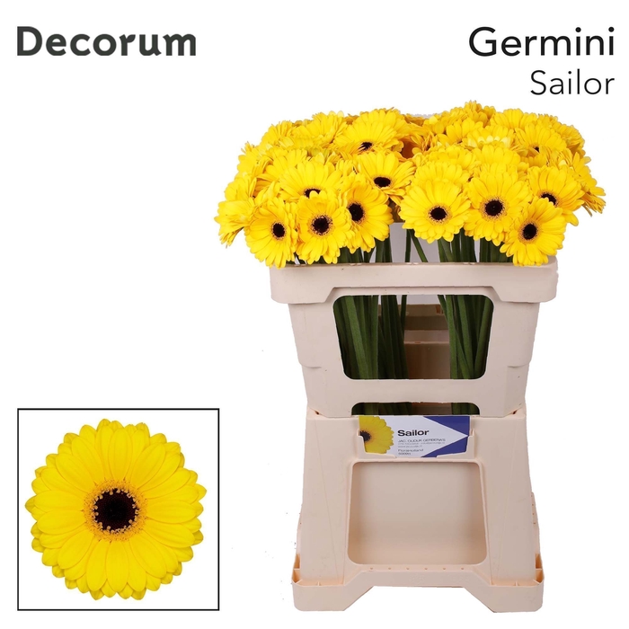 <h4>Germini Sailor Water</h4>