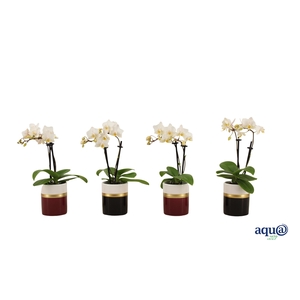 Dolomite Horizon Black / Bordeaux Tiny Dolls Wit 2T12+ Aqu@