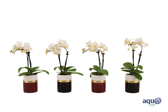 <h4>Dolomite Horizon Black / Bordeaux Tiny Dolls Wit 2T12+ Aqu@</h4>