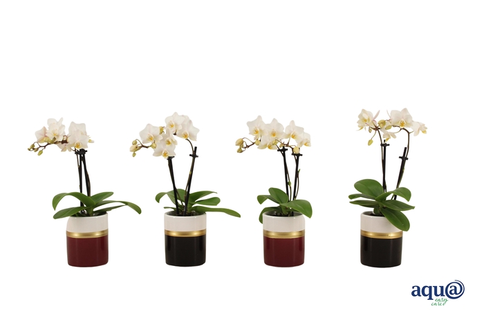 <h4>Dolomite Horizon Black / Bordeaux Tiny Dolls Wit 2T12+ Aqu@</h4>