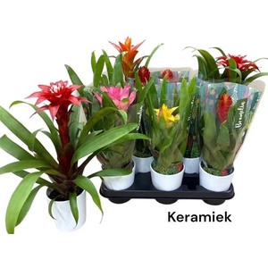 BROMELIA GEM