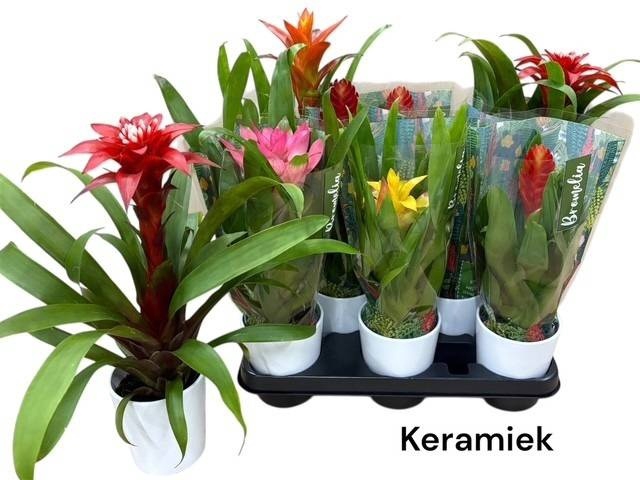 <h4>BROMELIA GEM</h4>
